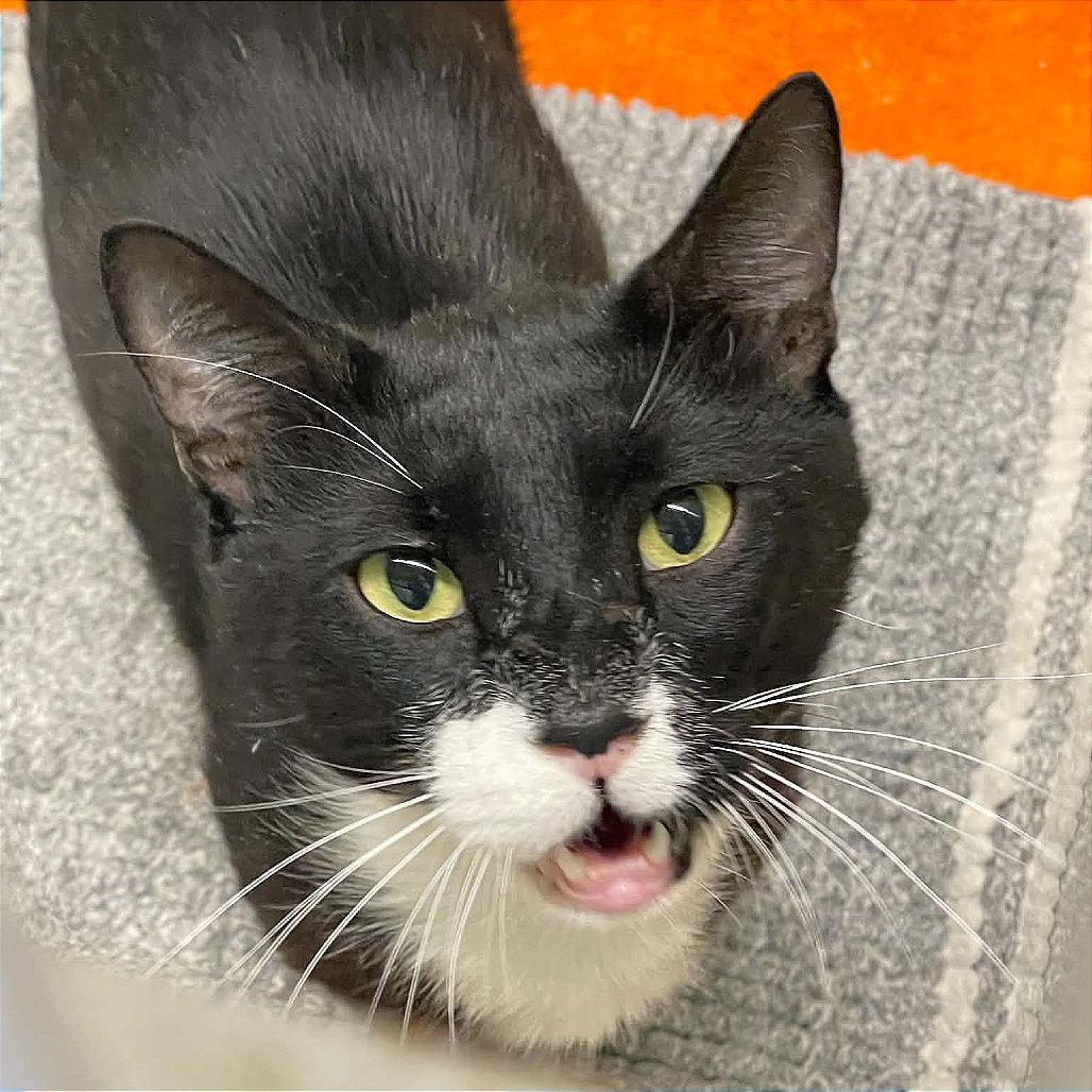 Enlarge Walker, a Adoptable Domestic Short Hair in St. Helena, CA image 2/5
