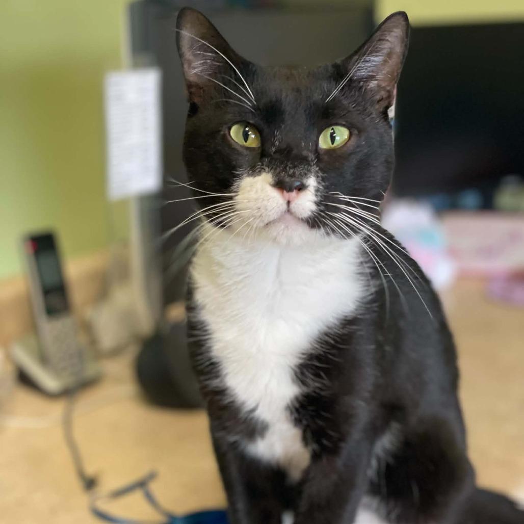 Enlarge Walker, a Adoptable Domestic Short Hair in St. Helena, CA image 3/5