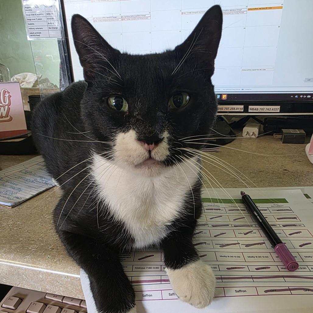 Enlarge Walker, a Adoptable Domestic Short Hair in St. Helena, CA image 4/5