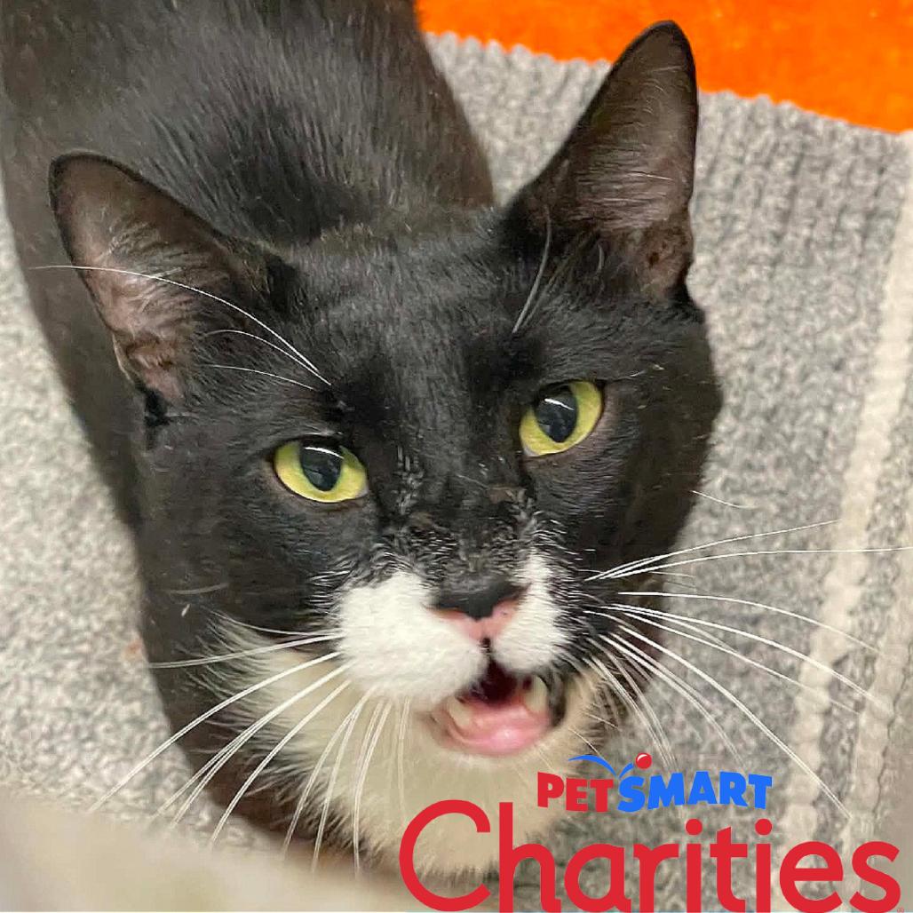 Enlarge Walker, a Adoptable Domestic Short Hair in St. Helena, CA image 5/5