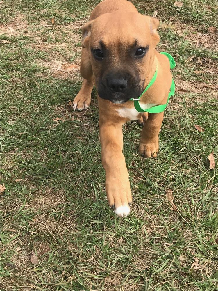 Harley AKA Murphy, Adopted, Puppy Female Boxer.