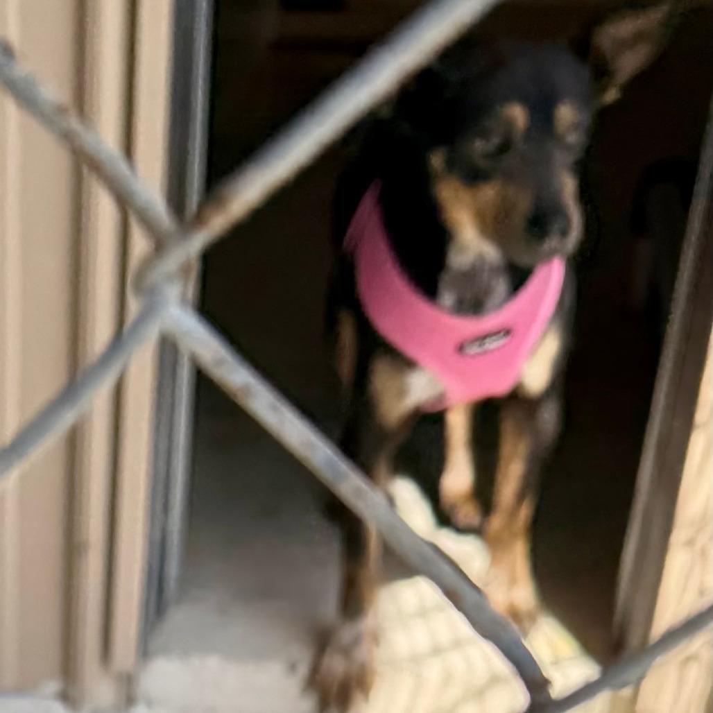 Enlarge Jeph, a Adoptable mixed breed in Hohenwald, TN image 1/3