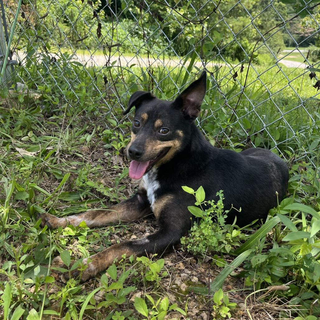 Enlarge Jeph, a Adoptable mixed breed in Hohenwald, TN image 2/3