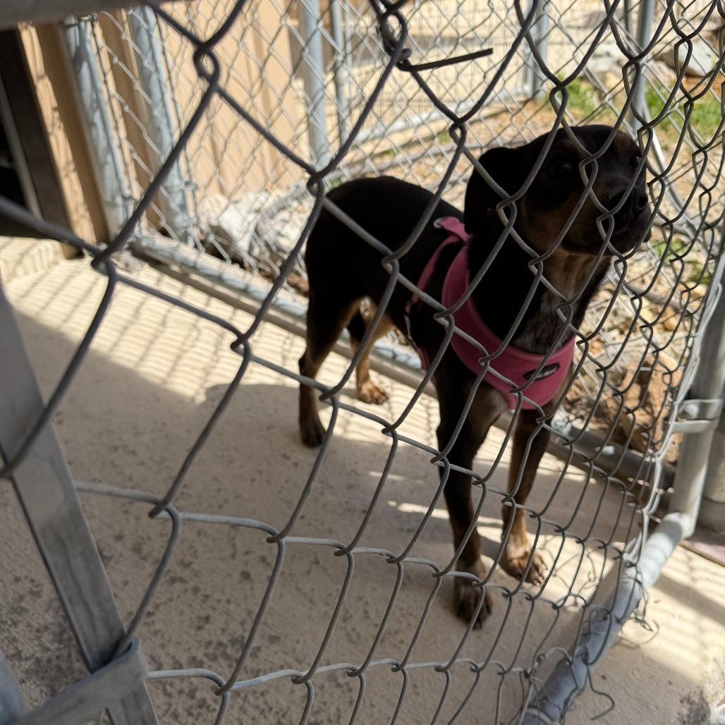 Enlarge Jeph, a Adoptable mixed breed in Hohenwald, TN image 3/3