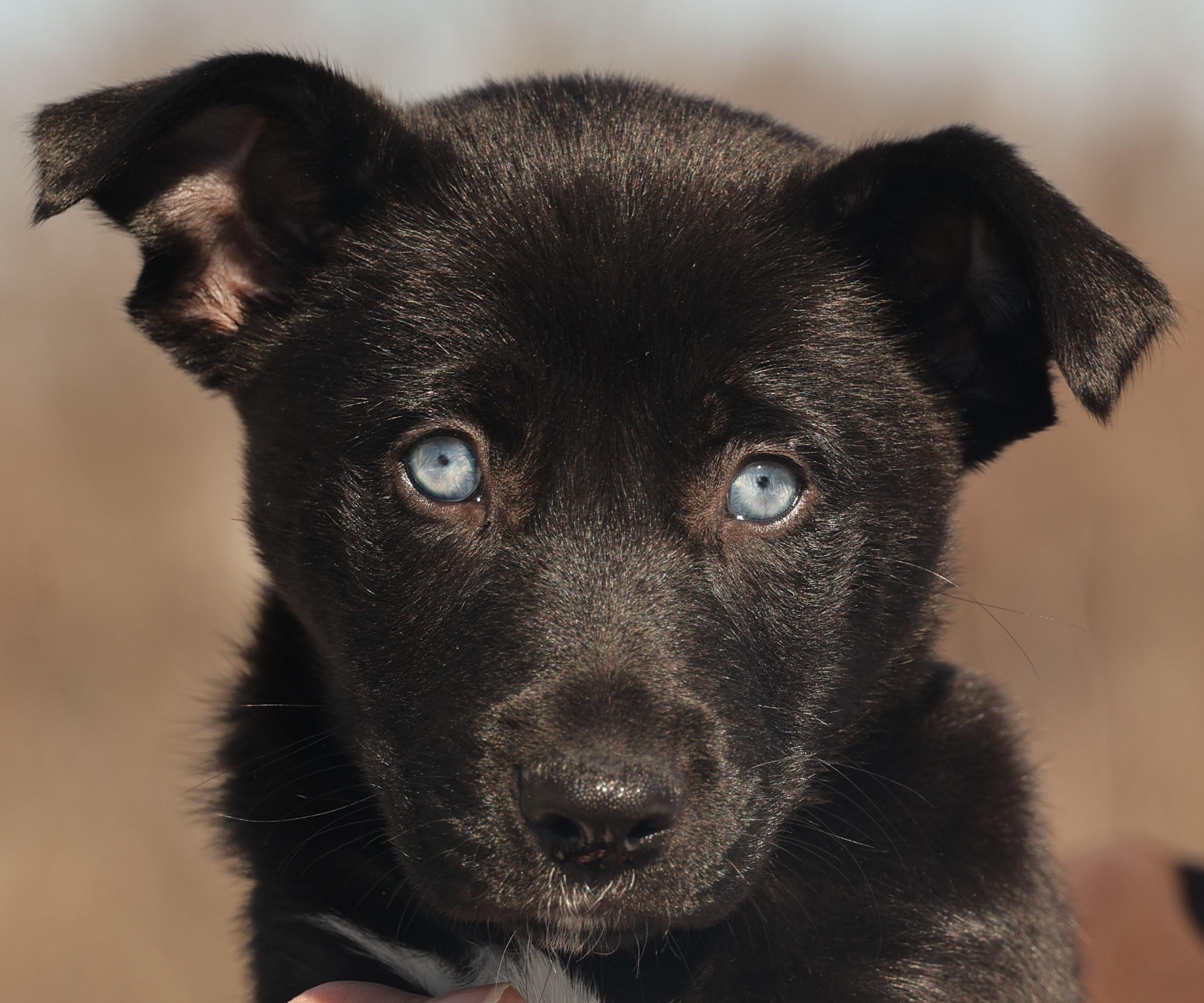 2026Gertie, adopted, Puppy Female Border Collie & Husky.
