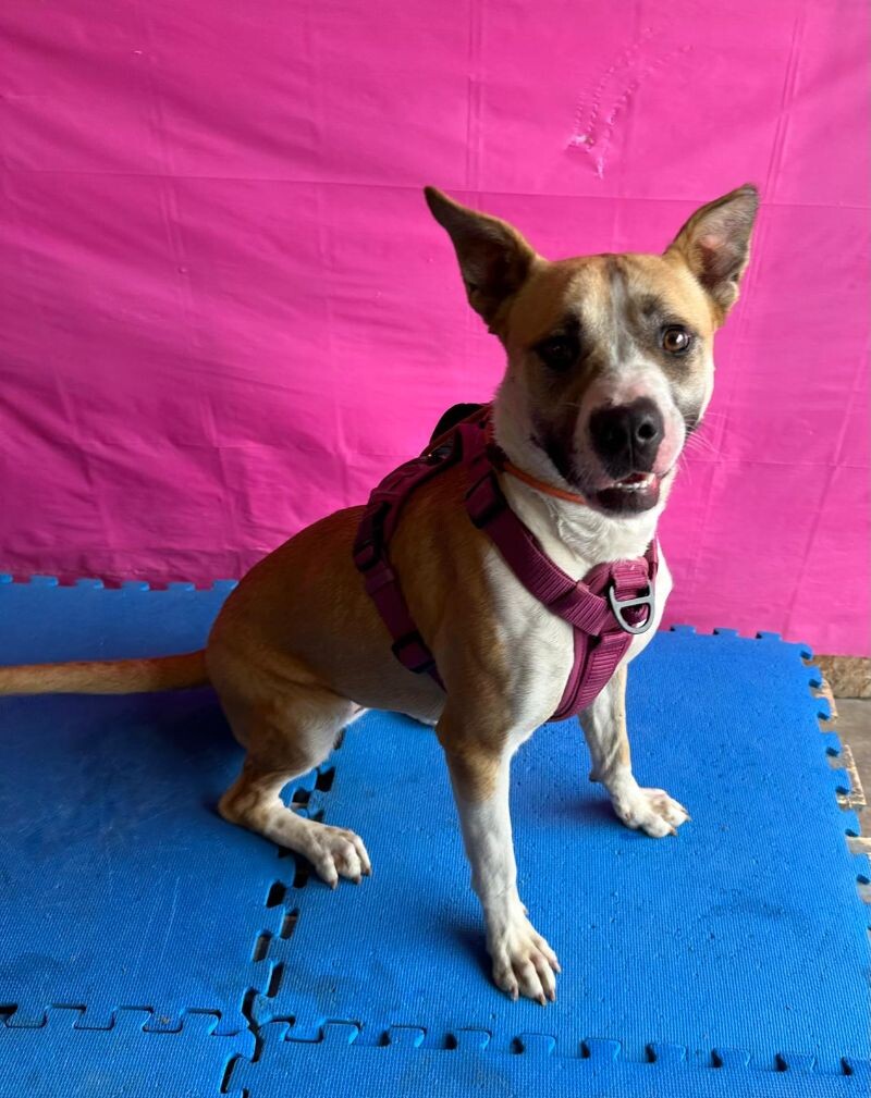 Reese — thumbnail 6