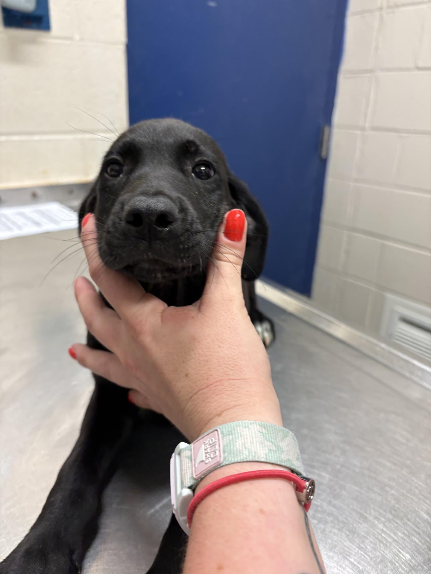 Jack, a ADOPTABLE mixed breed in Ashland, VA image 1/2