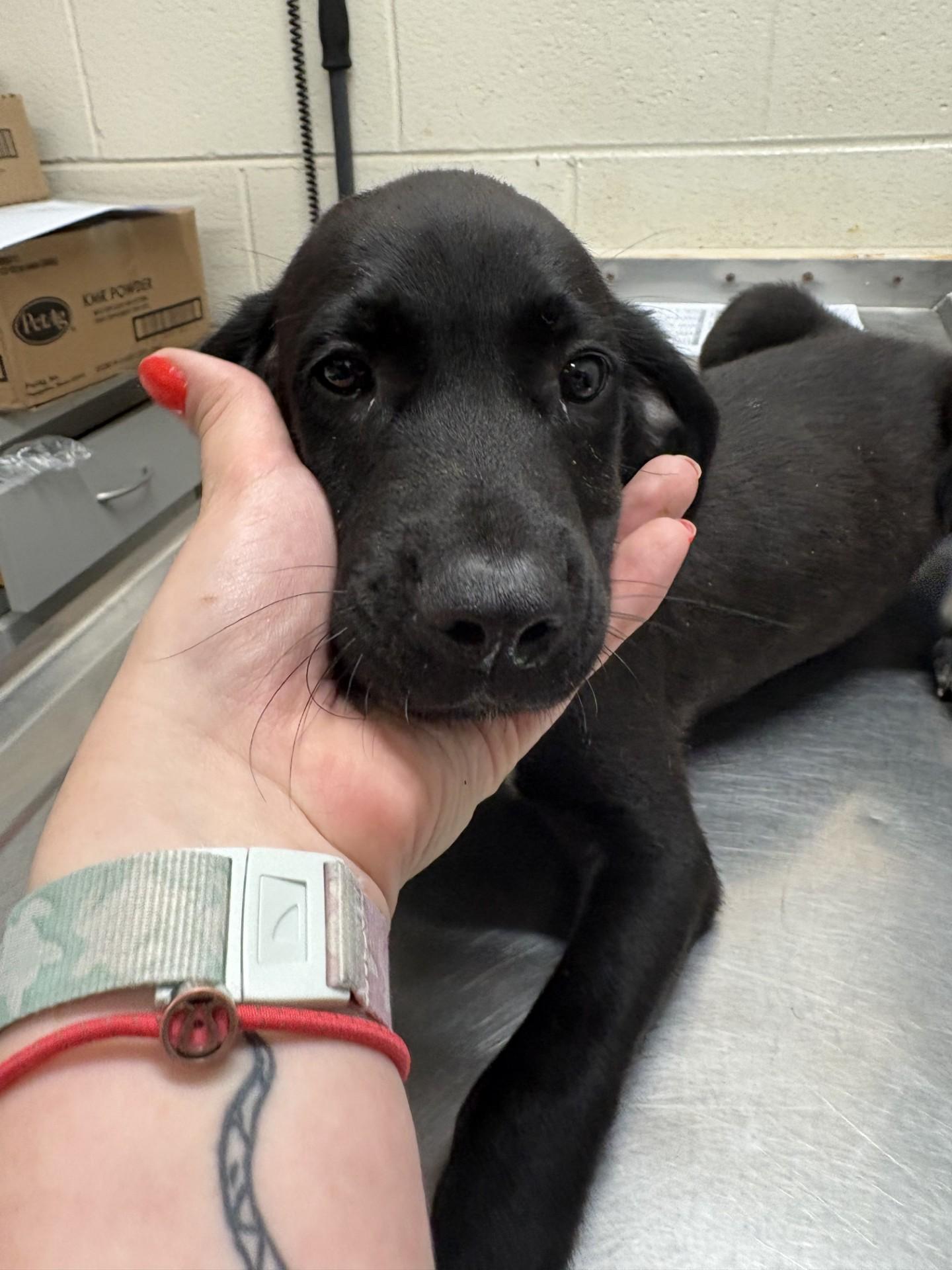 Jack, a ADOPTABLE mixed breed in Ashland, VA image 2/2
