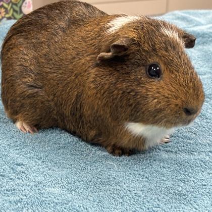 Bolt (Bonded), a Adoptable Guinea Pig in Wheaton, IL image 1/3