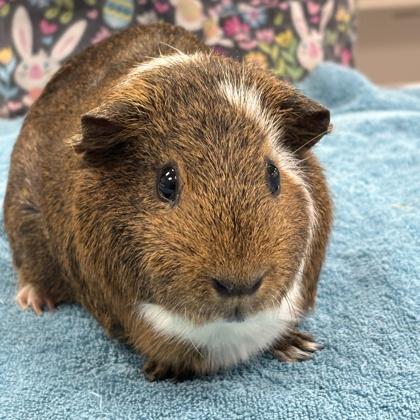 Bolt (Bonded), a Adoptable Guinea Pig in Wheaton, IL image 2/3