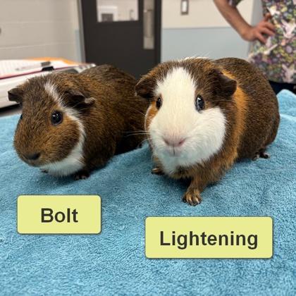 Bolt (Bonded), a Adoptable Guinea Pig in Wheaton, IL image 3/3