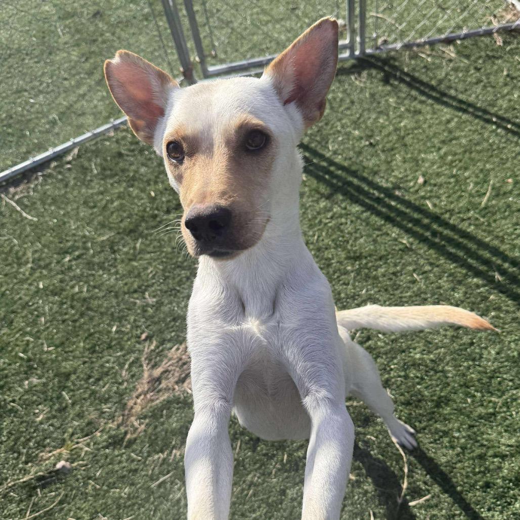 Hydra, a Adoptable Mixed Breed in Jackson, MO image 3/3