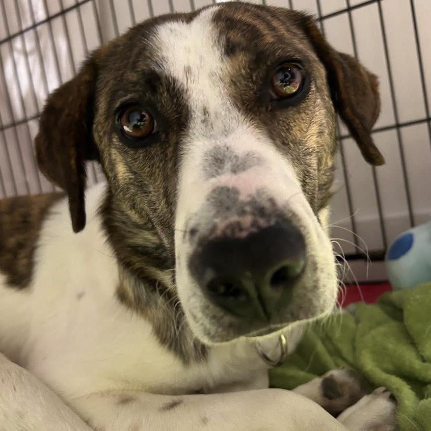 Enlarge Madison, a ADOPTABLE mixed breed in Toronto, ON image 3/6