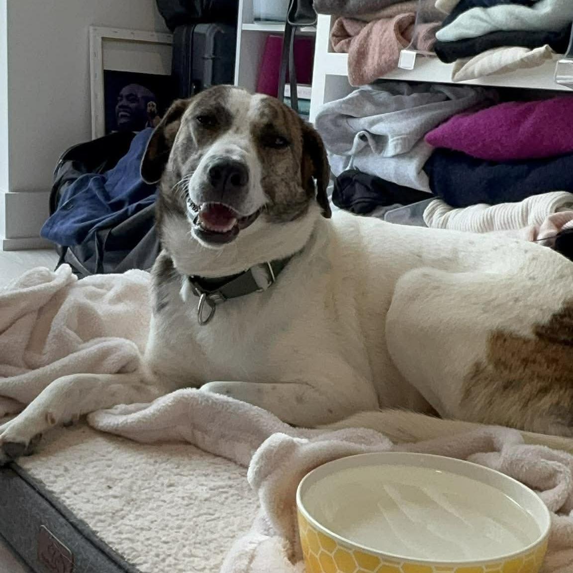 Madison, ADOPTABLE, Young Female Mixed Breed & Labrador Retriever.