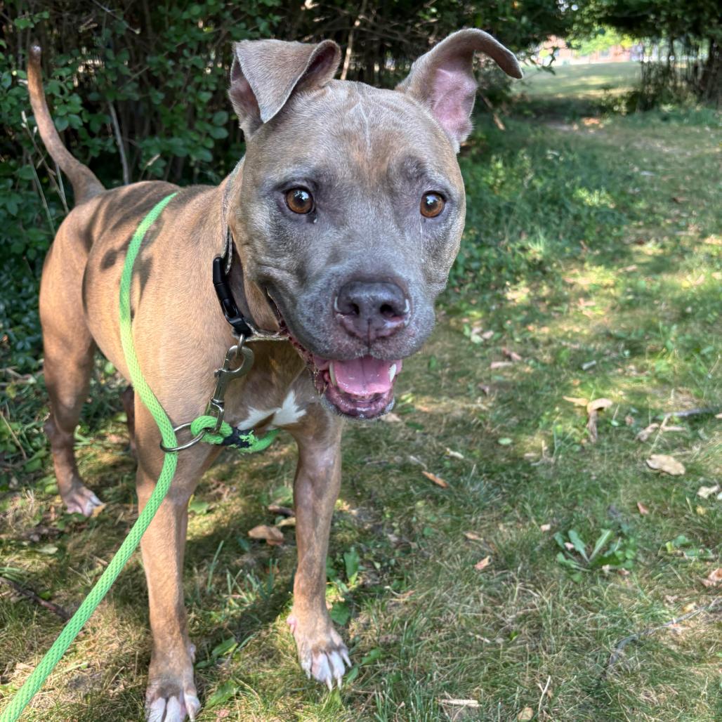 Twizzler, Adoptable, Adult Female American Staffordshire Terrier & Mixed Breed.