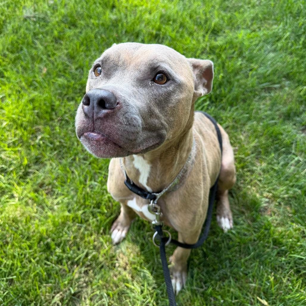 Twizzler, a Adoptable mixed breed in Grand Rapids, MI image 2/6