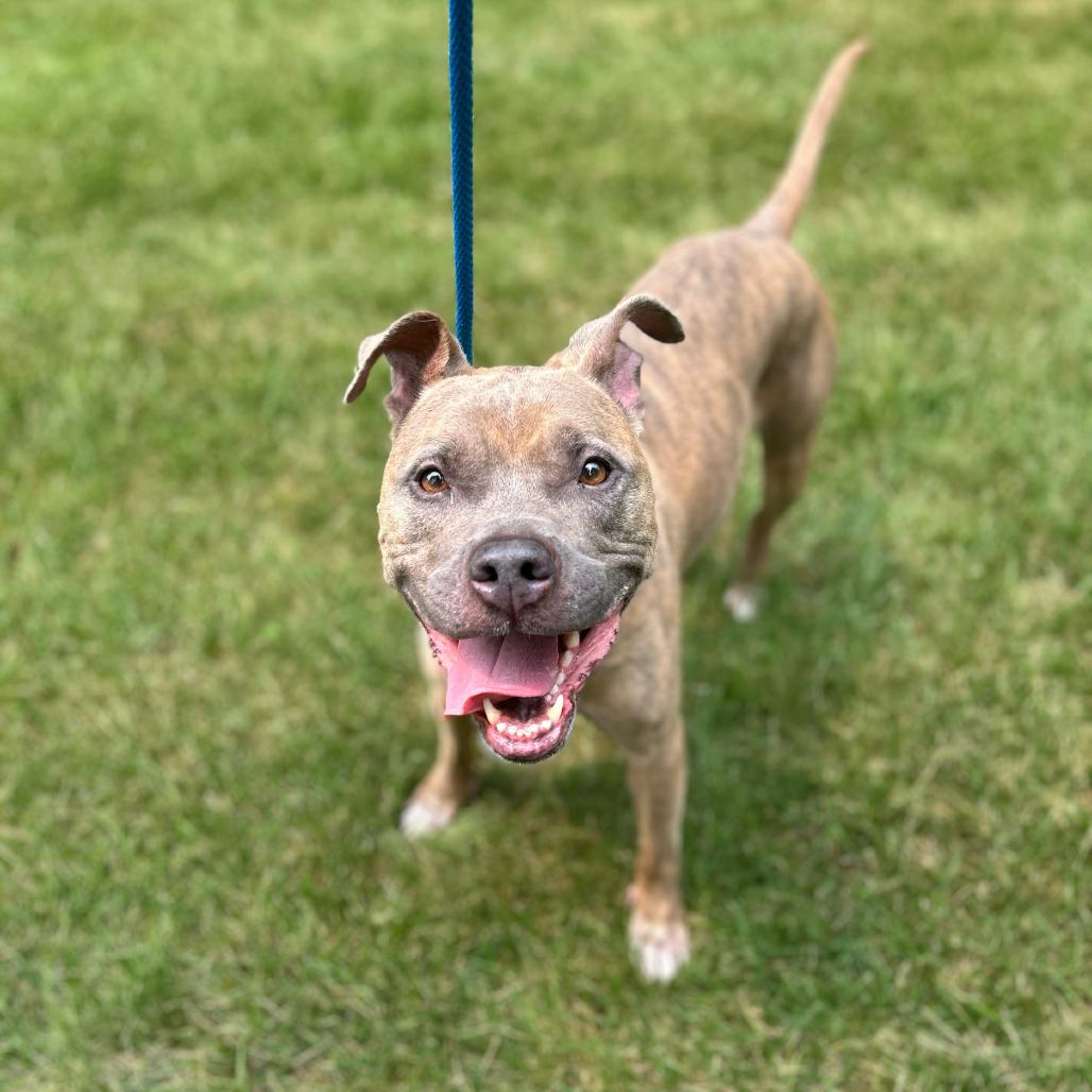 Twizzler, a Adoptable mixed breed in Grand Rapids, MI image 3/6
