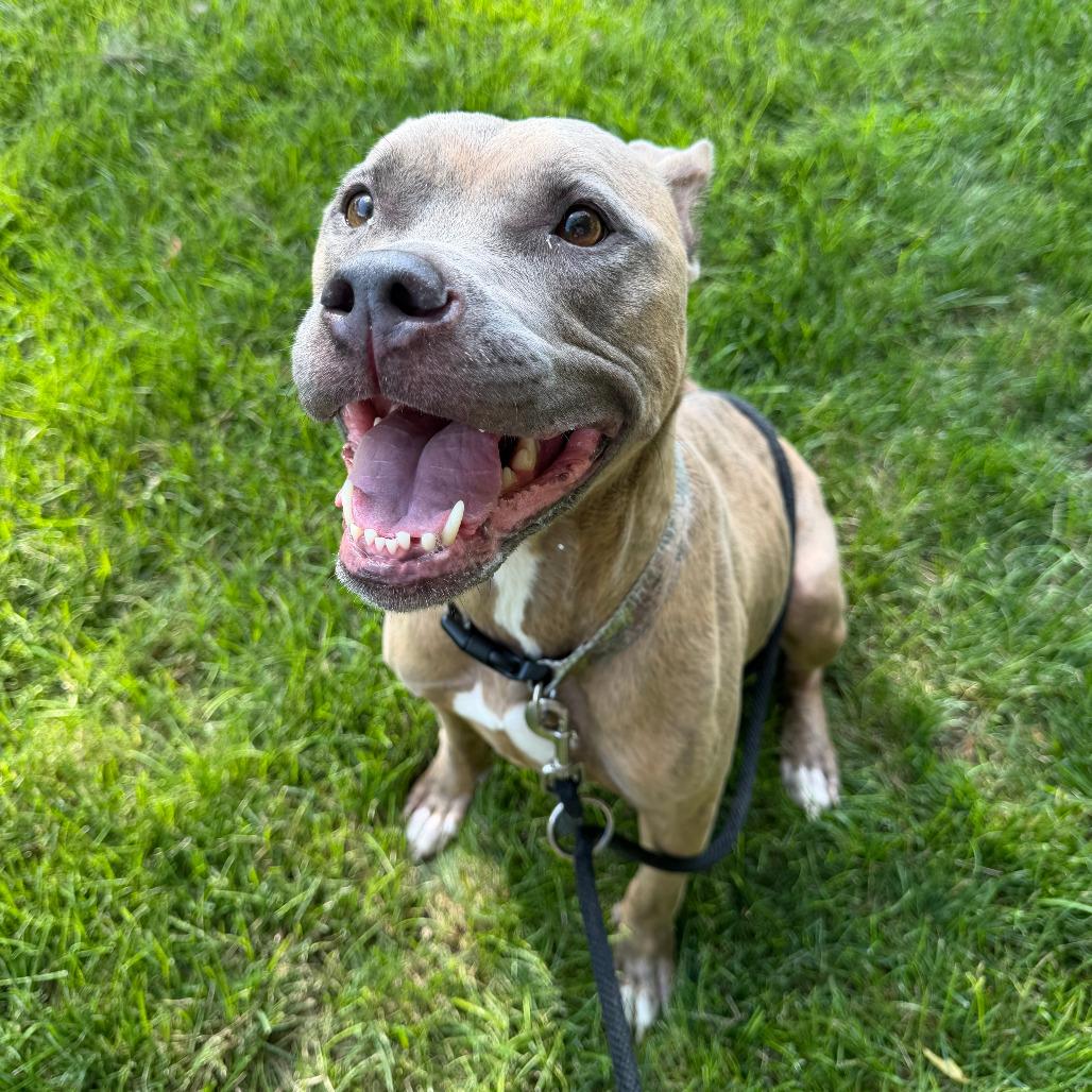 Twizzler, a Adoptable mixed breed in Grand Rapids, MI image 4/6