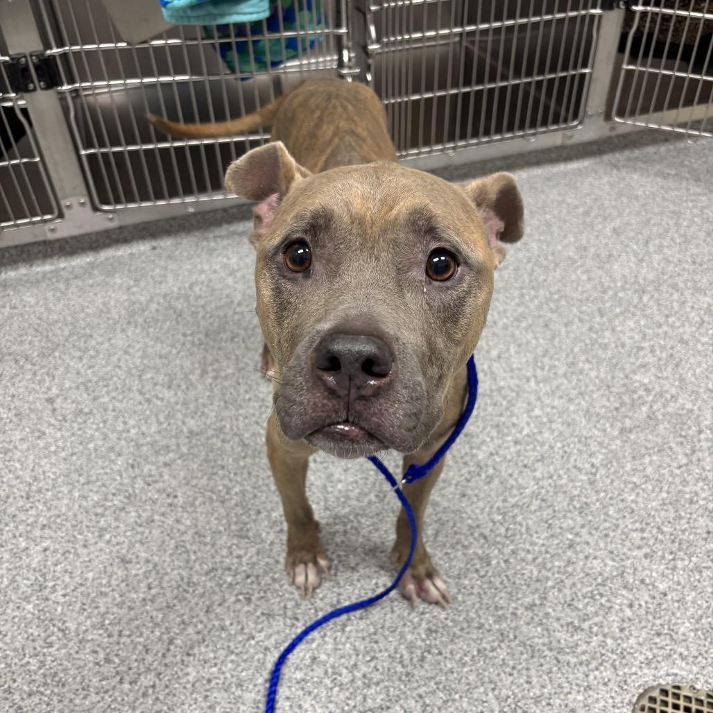 Twizzler, a Adoptable mixed breed in Grand Rapids, MI image 5/6