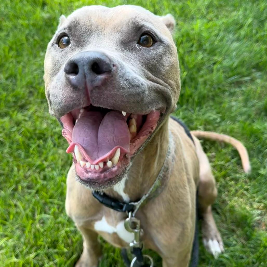 Twizzler, a Adoptable mixed breed in Grand Rapids, MI image 6/6