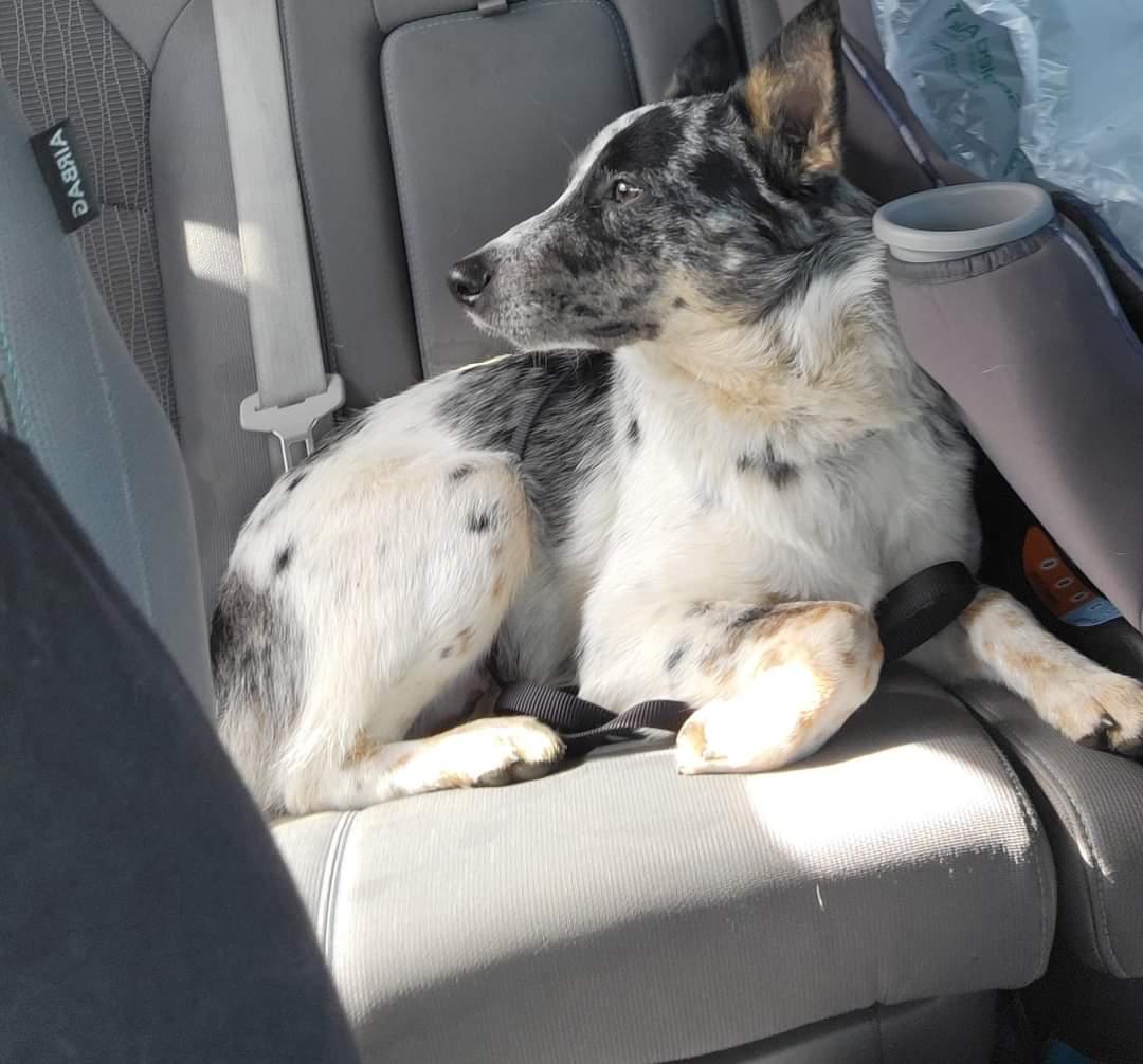 Taz, ADOPTABLE, Adult Male Australian Shepherd & Corgi.