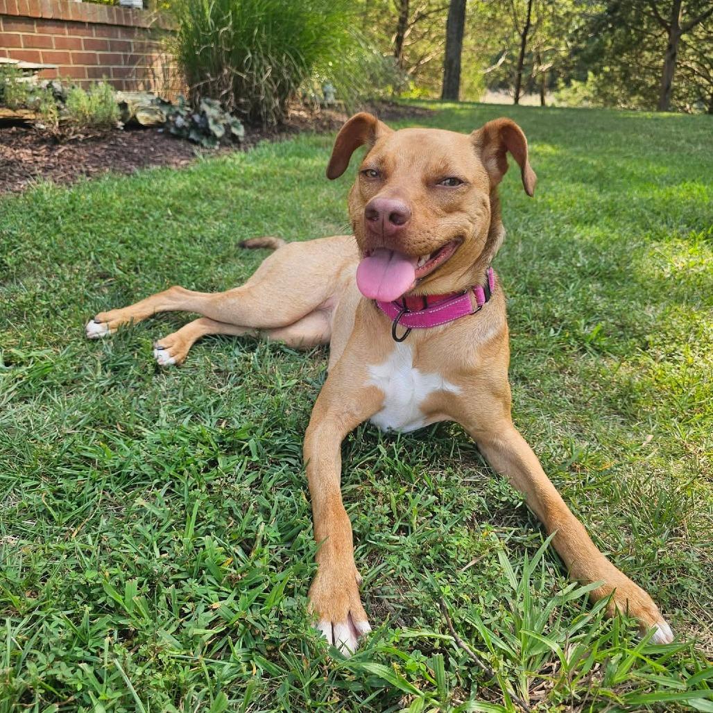Enlarge Peanut, a Adoptable Mixed Breed in Fredericksburg, VA image 1/1