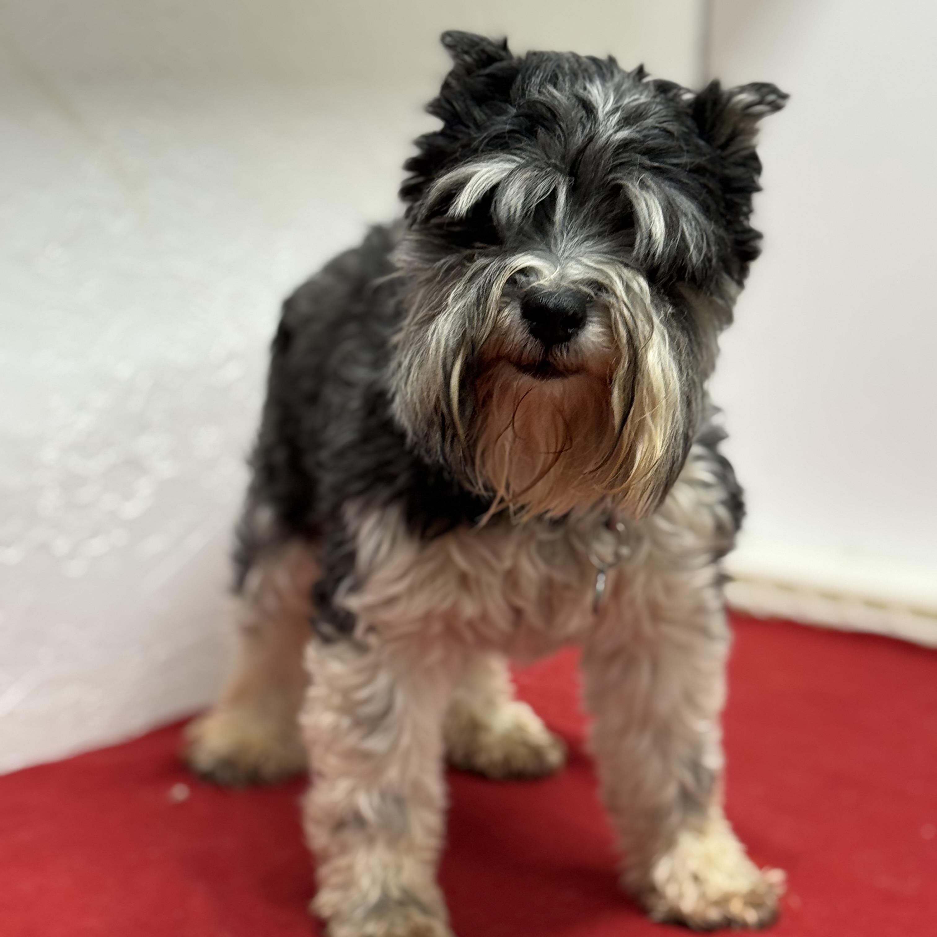 Enlarge Sterling - Home Visit in Process, an adoptable Miniature Schnauzer in Hartland, WI image 2/2