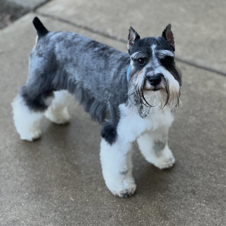 Enlarge Sterling - Home Visit in Process, an adoptable Miniature Schnauzer in Hartland, WI image 1/2