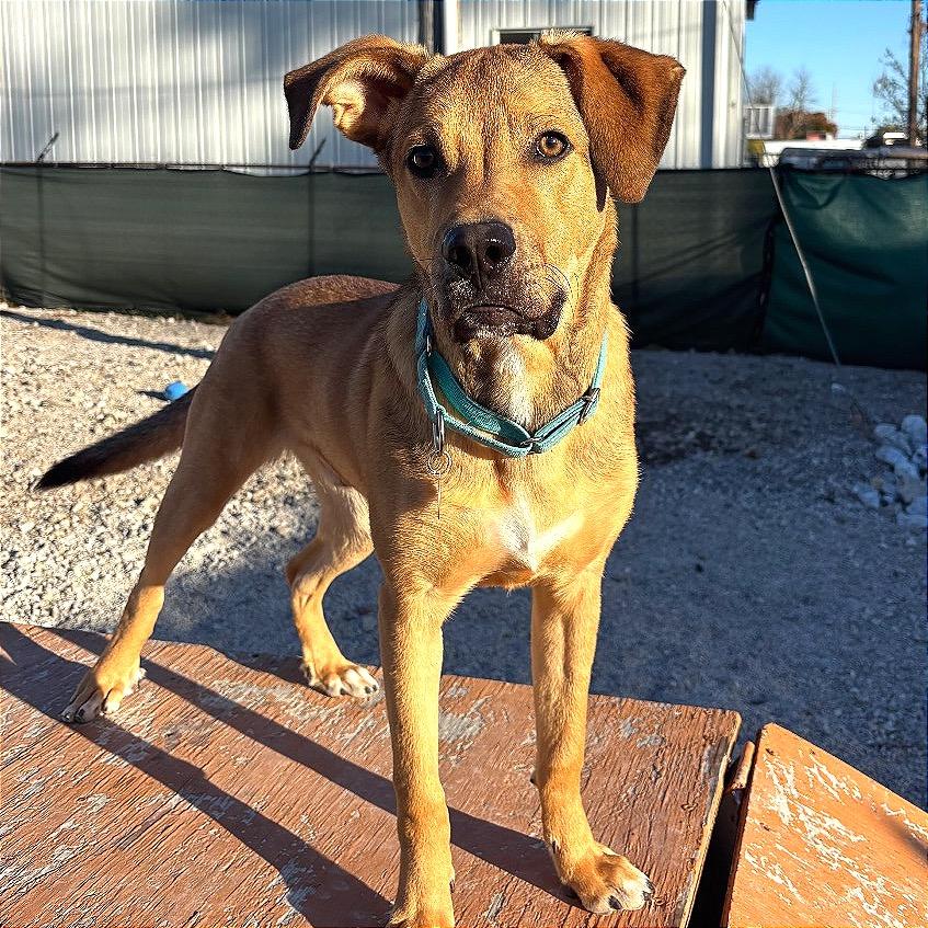 Enlarge Perry, a Adoptable Labrador Retriever in St. Peters, MO image 1/6