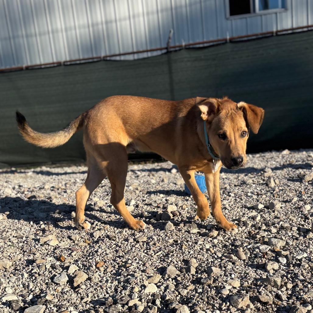 Enlarge Perry, a Adoptable Labrador Retriever in St. Peters, MO image 2/6