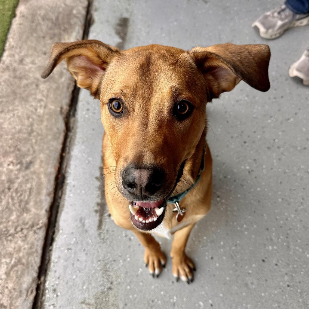Enlarge Perry, a Adoptable Labrador Retriever in St. Peters, MO image 3/6