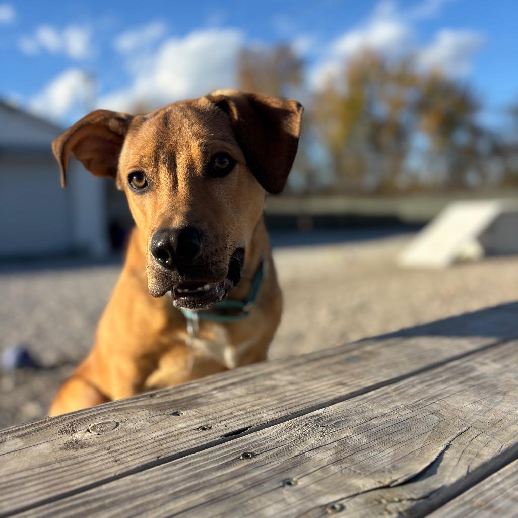 Enlarge Perry, a Adoptable Labrador Retriever in St. Peters, MO image 2/6