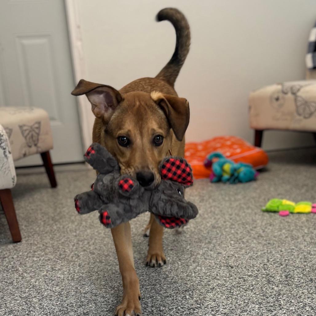 Enlarge Perry, a Adoptable Labrador Retriever in St. Peters, MO image 3/6