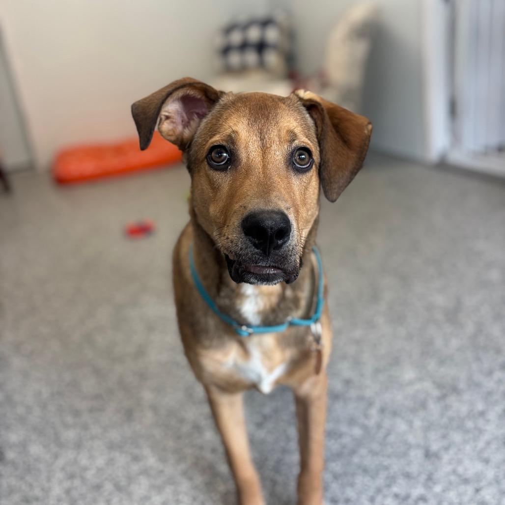 Enlarge Perry, a Adoptable Labrador Retriever in St. Peters, MO image 5/6