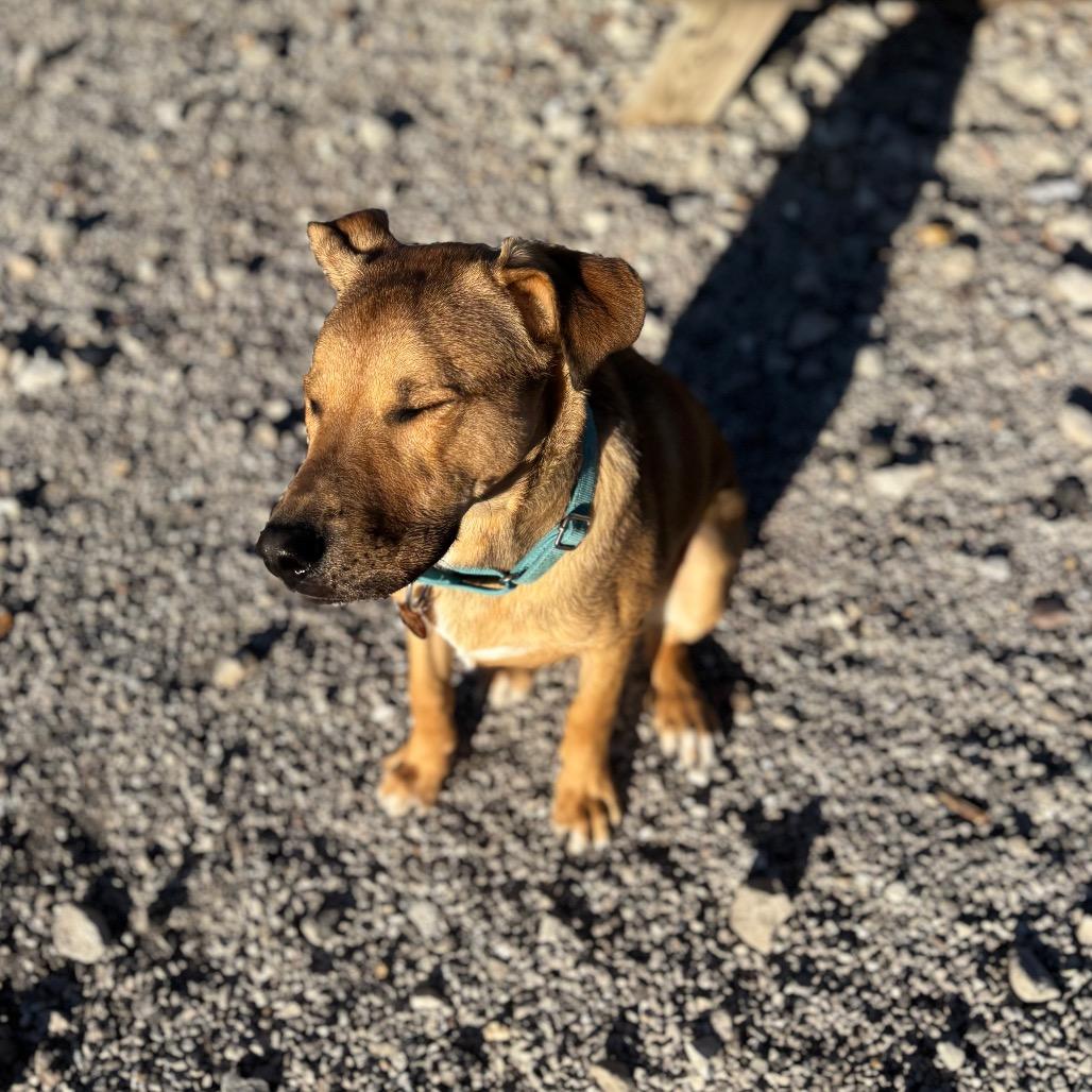 Enlarge Perry, a Adoptable Labrador Retriever in St. Peters, MO image 6/6