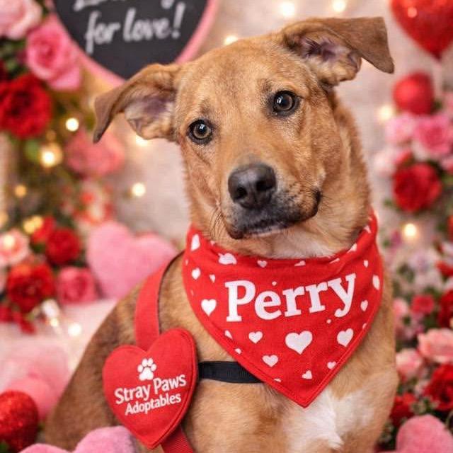 Enlarge Perry, a Adoptable Labrador Retriever in St. Peters, MO image 6/6