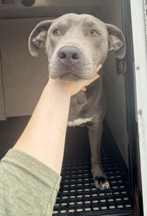 Enlarge SILLY GOOSE, a Adoptable mixed breed in Killeen, TX image 1/1