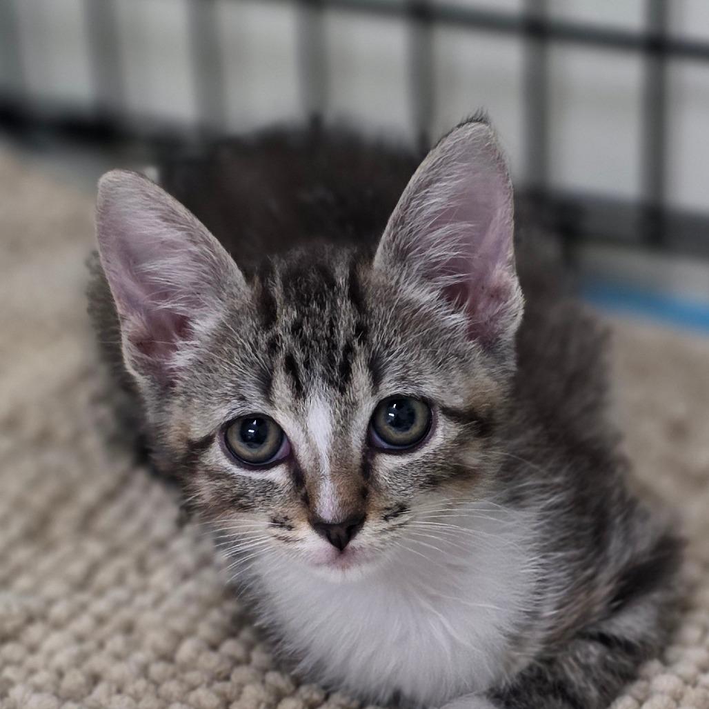 Dakota, Adoptable, Kitten Female Domestic Short Hair.