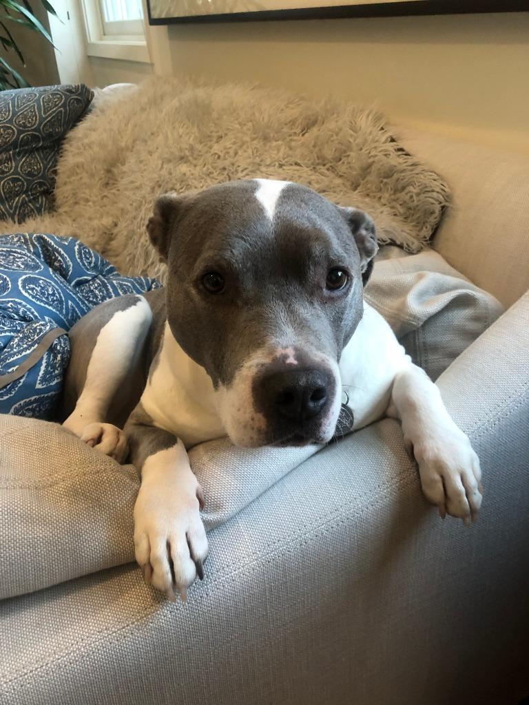 Lil, Adoptable, Senior Female Staffordshire Bull Terrier.
