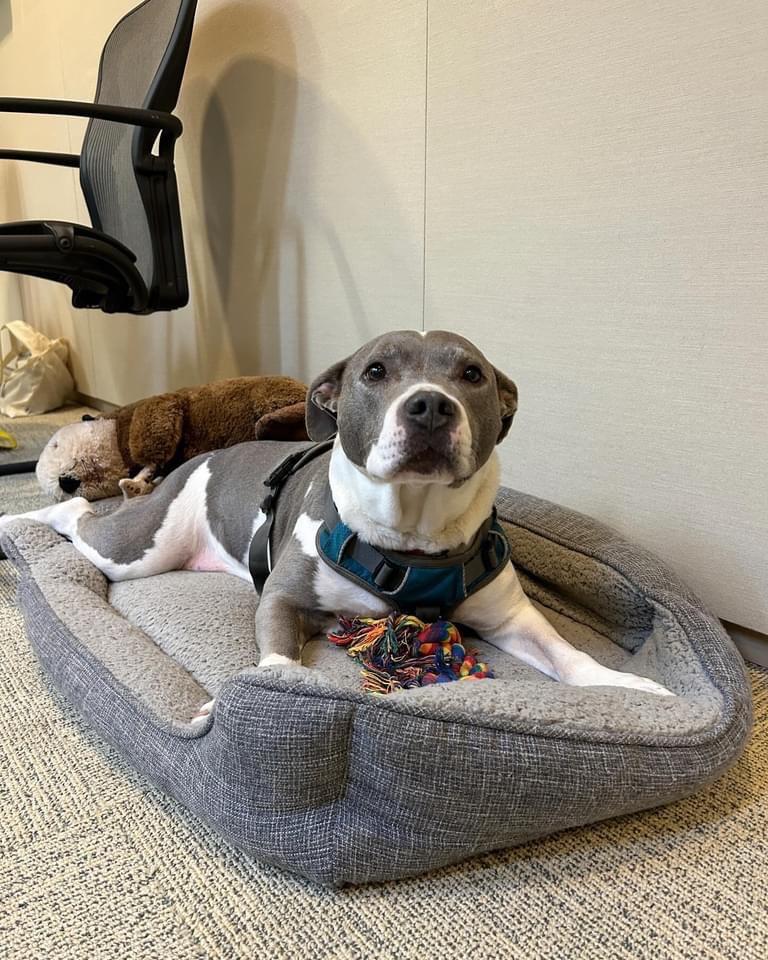 Lil, a Adoptable Staffordshire Bull Terrier in Napa, CA image 2/6