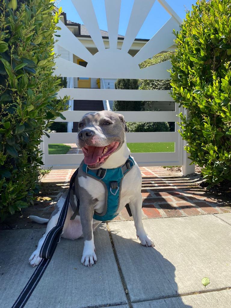 Lil, a Adoptable Staffordshire Bull Terrier in Napa, CA image 3/6