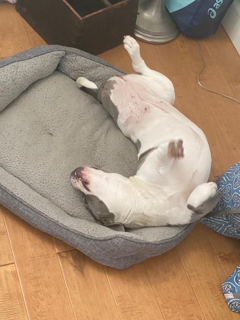 Lil, a Adoptable Staffordshire Bull Terrier in Napa, CA image 4/6