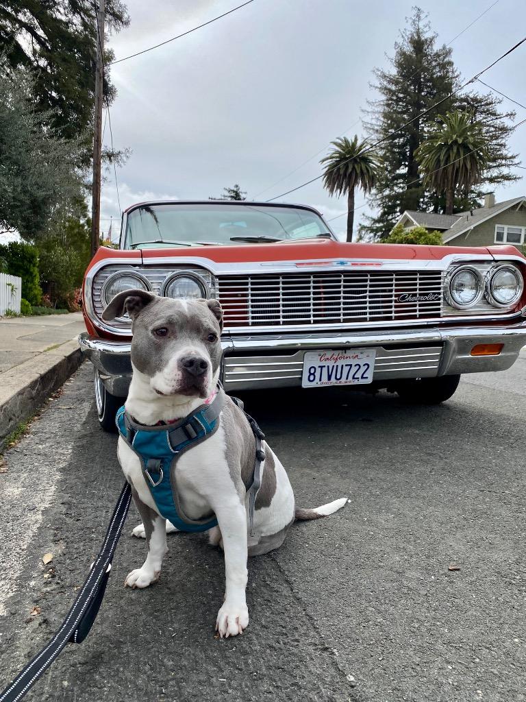 Lil, a Adoptable Staffordshire Bull Terrier in Napa, CA image 5/6