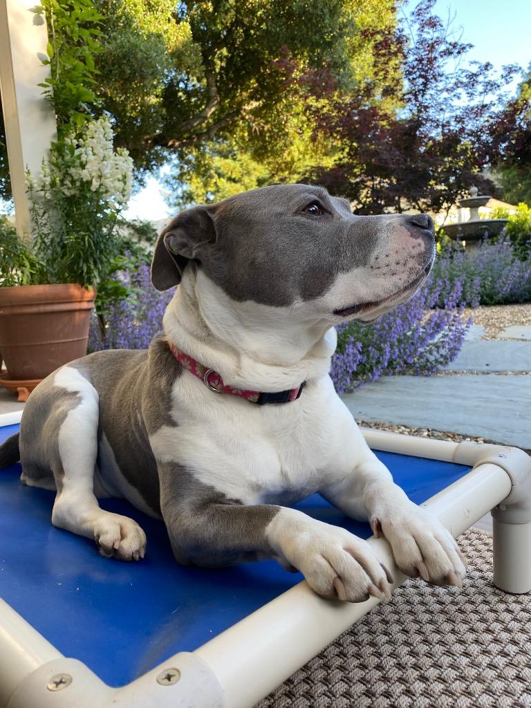 Lil, a Adoptable Staffordshire Bull Terrier in Napa, CA image 6/6