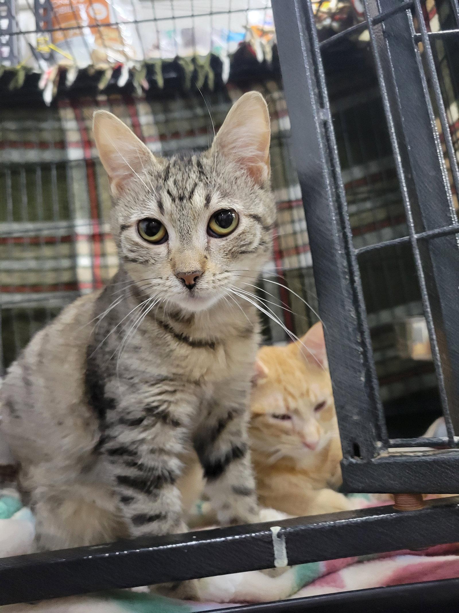 Enlarge Teen Kitten Donut, a Adopted Tabby in Cuyahoga Falls, OH image 1/2