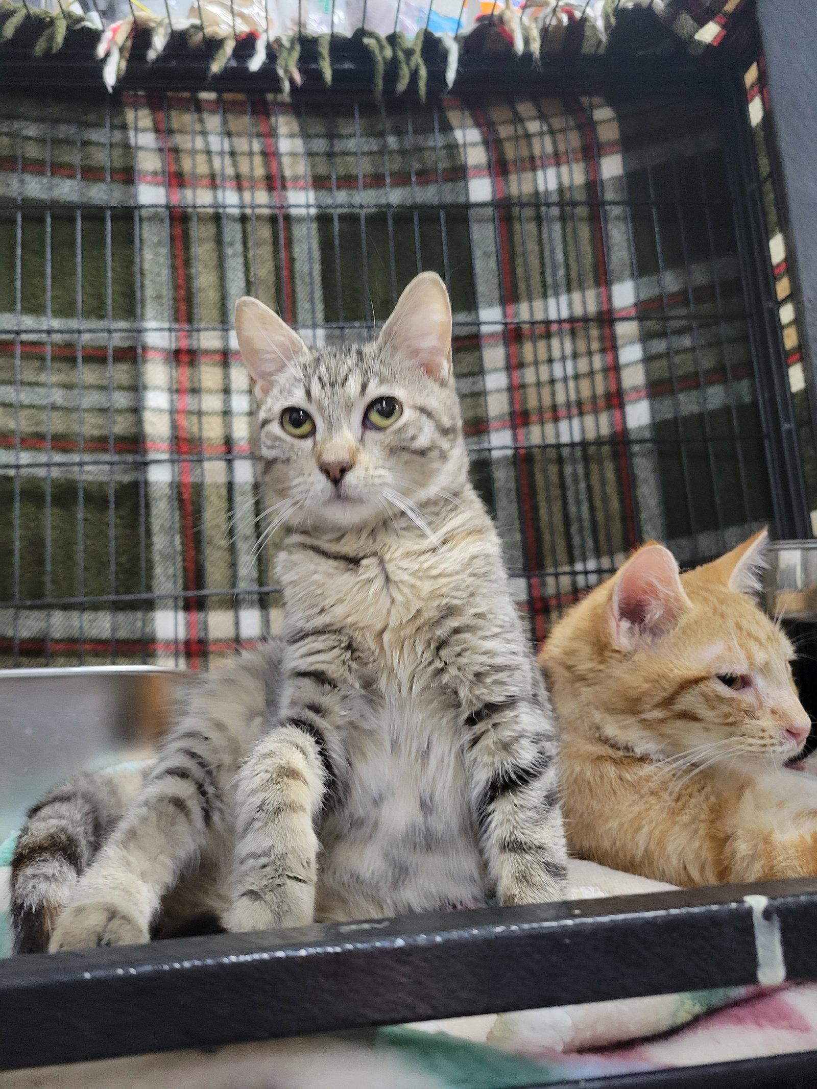 Enlarge Teen Kitten Donut, a Adopted Tabby in Cuyahoga Falls, OH image 2/2