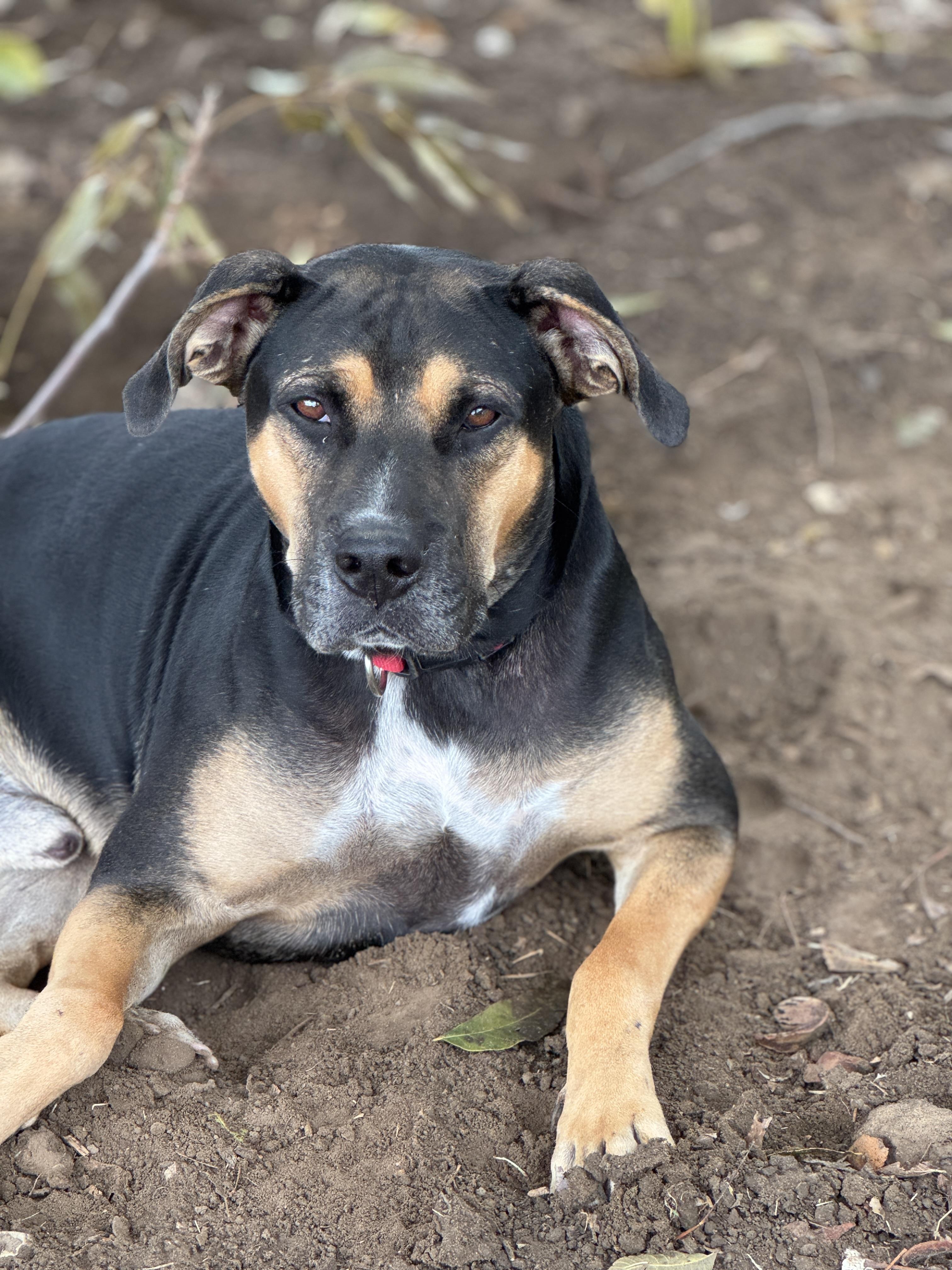 Nubby the Tripod, a Adoptable mixed breed in Pilot Point, TX image 4/6
