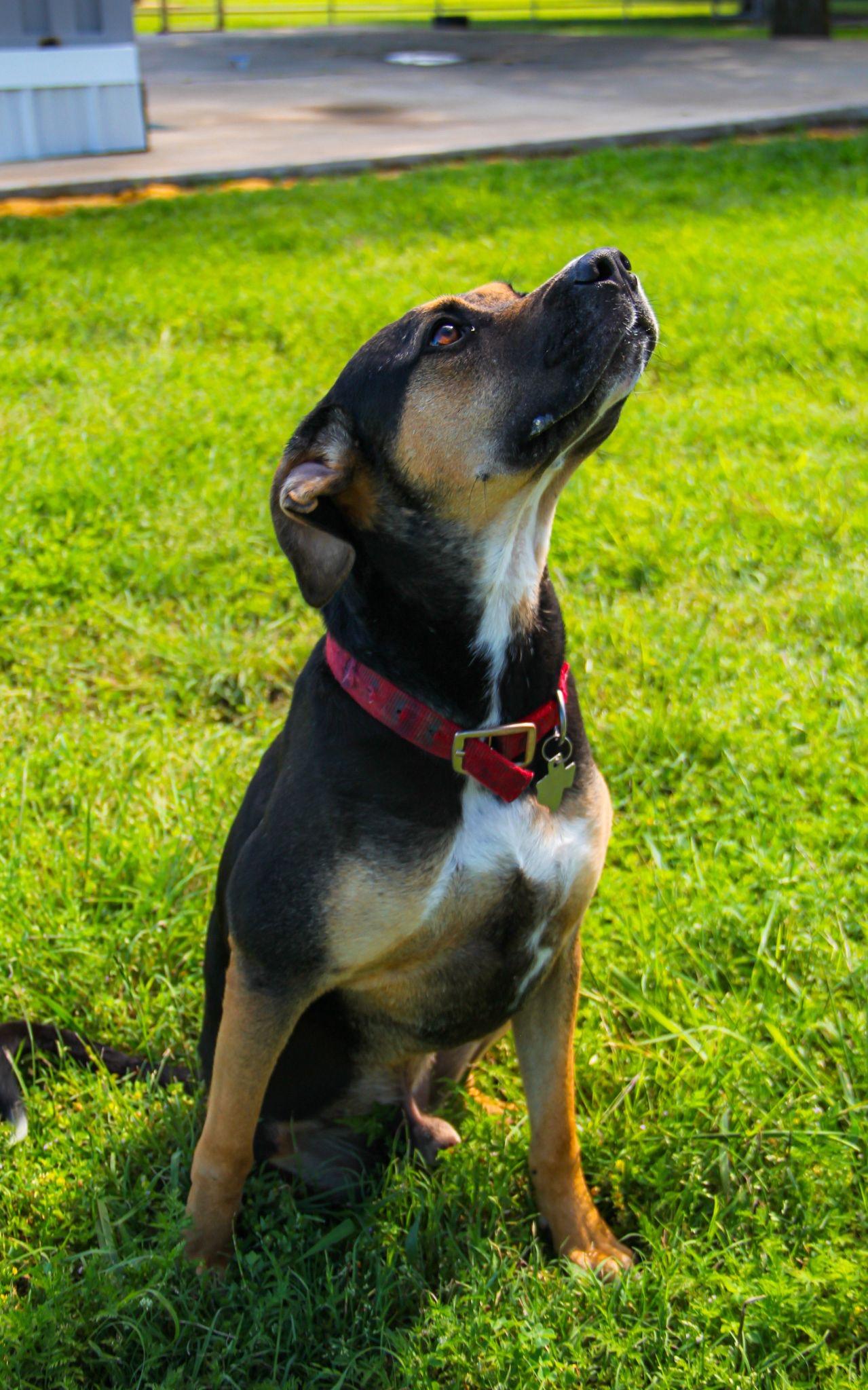 Nubby the Tripod, a Adoptable mixed breed in Pilot Point, TX image 1/6