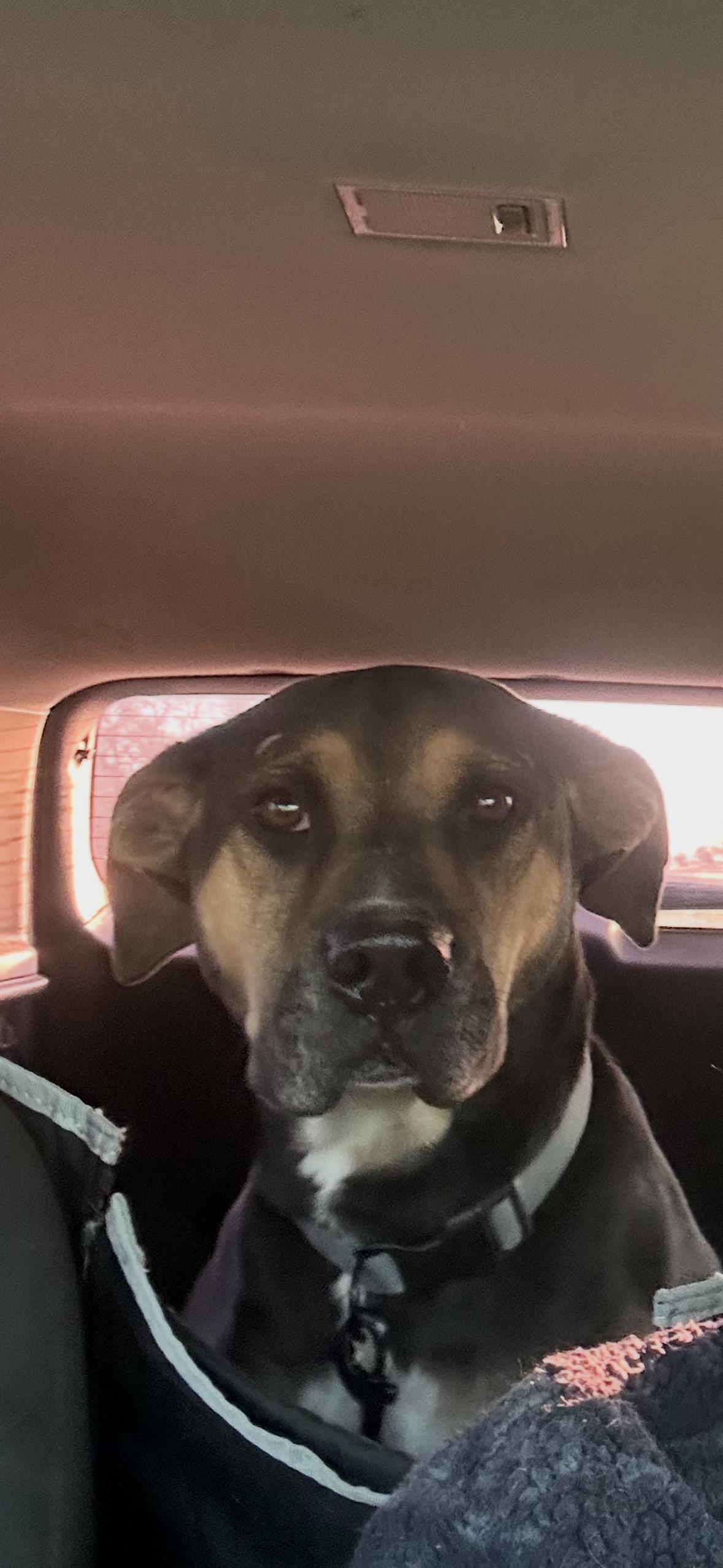 Nubby the Tripod, a Adoptable mixed breed in Pilot Point, TX image 2/6