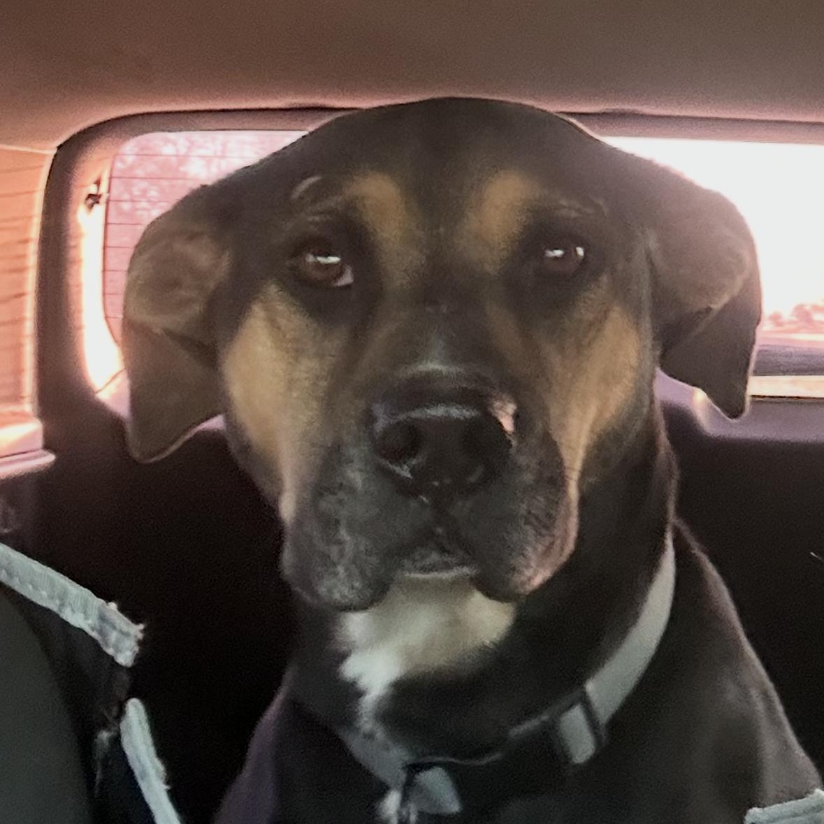 Enlarge Nubby the Tripod, a Adoptable mixed breed in Pilot Point, TX image 1/6